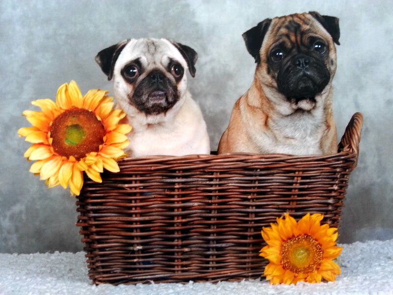 Two Pug Puppies — Brown