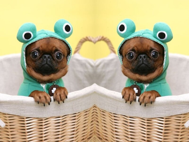 Two Pug Puppies — Green