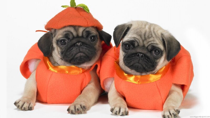 Two Pug Puppies — Orange