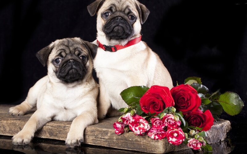 Two Pug Puppies — Red