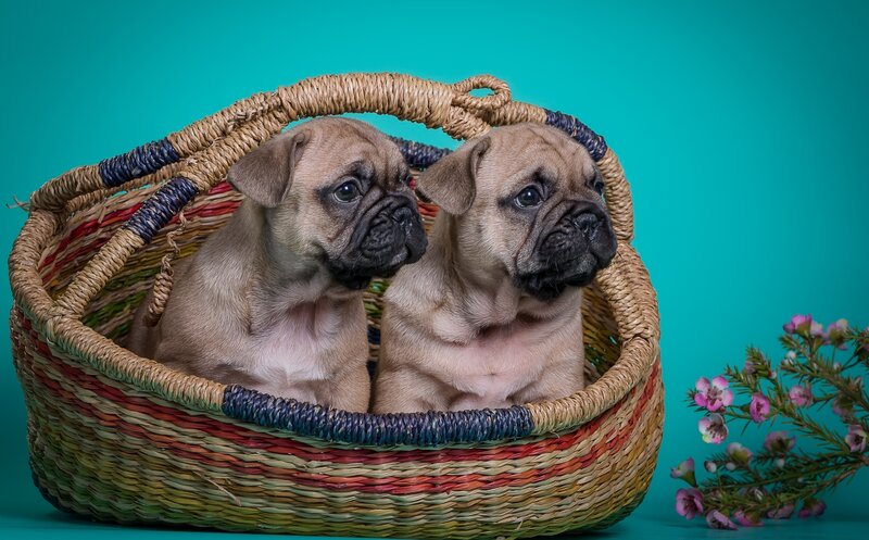 Two Pug Puppies — Teal