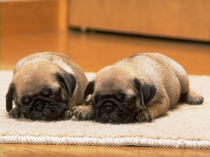 Two Pug Puppies