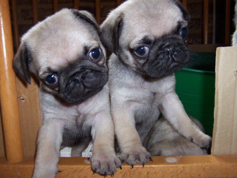 Two pug puppies together