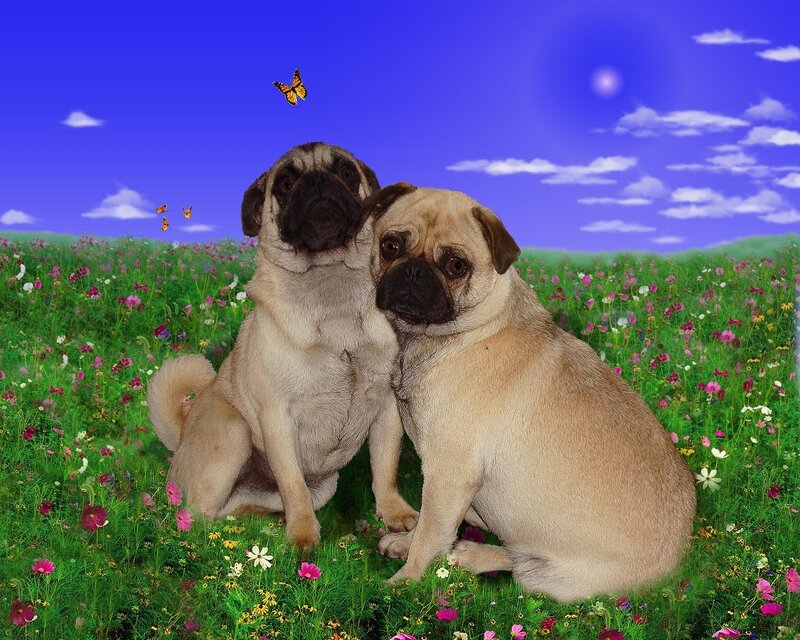 Two pugs in a flower field