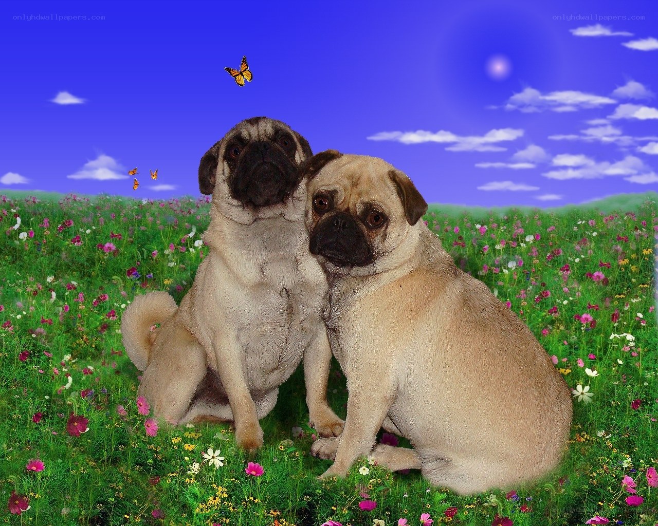 Two pugs in a flower field