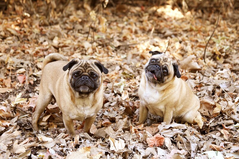 Two pugs in autumn leaves