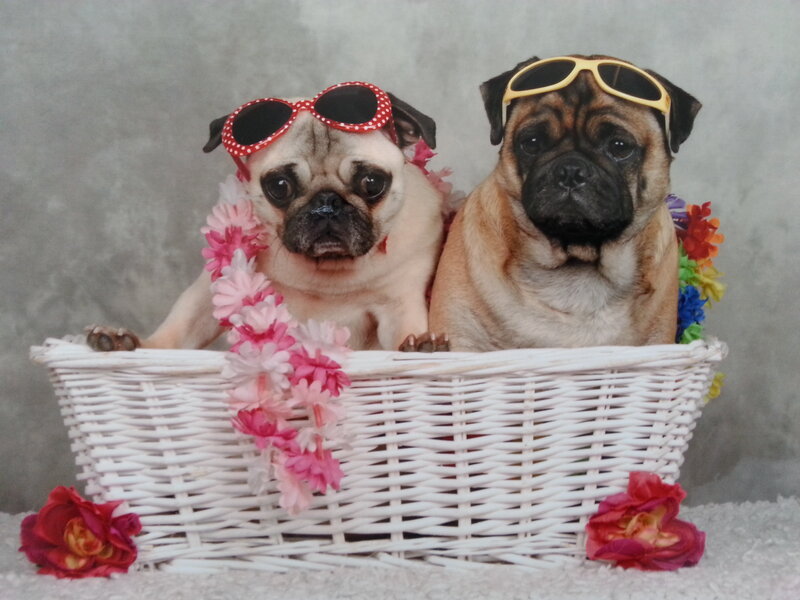 Two Pugs in Basket
