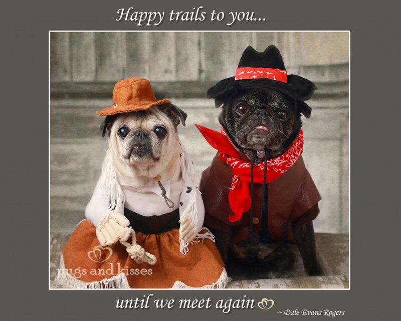 Two Pugs in Costumes
