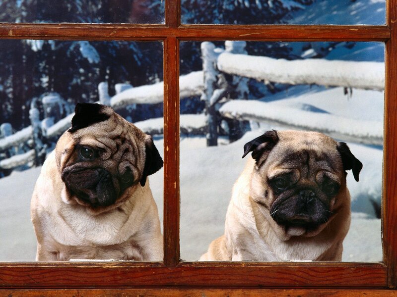 Two Pugs in Snow