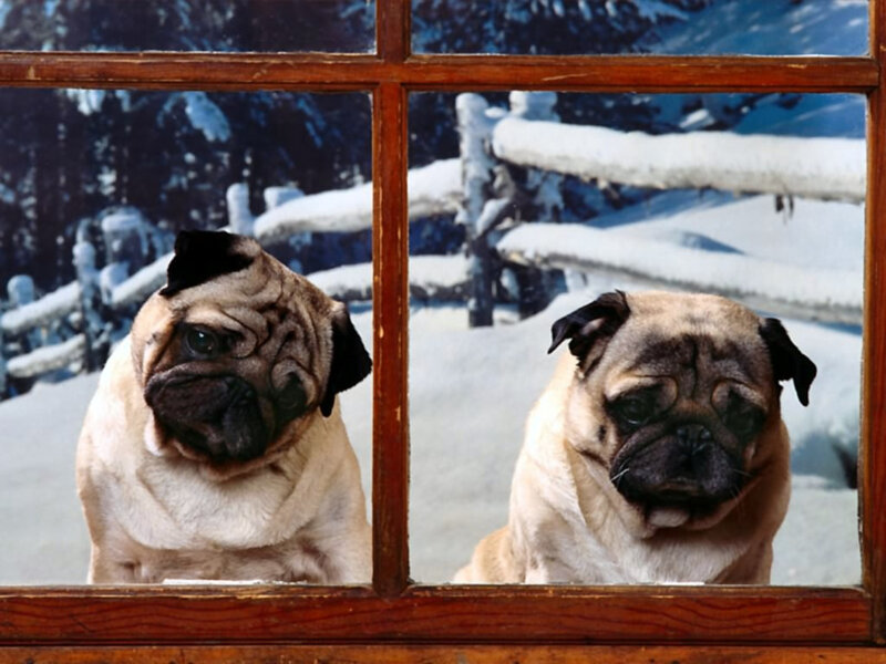 Two pugs looking out a window