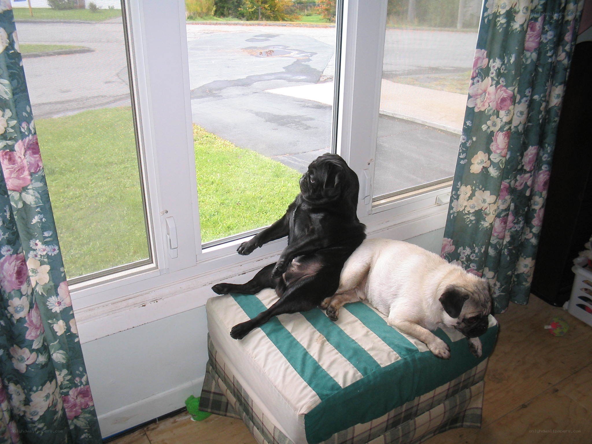 Two pugs on a window seat