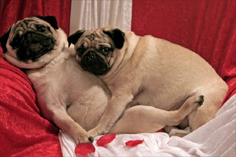 Two Pugs on Blanket