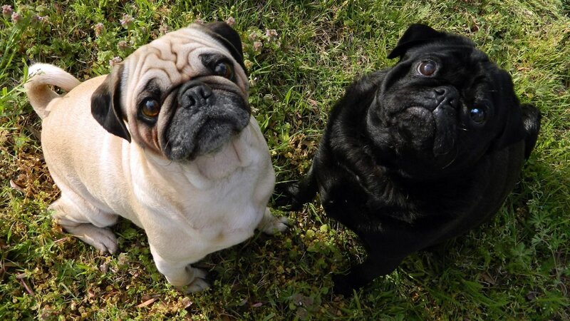 Two Pugs on Grass — Green