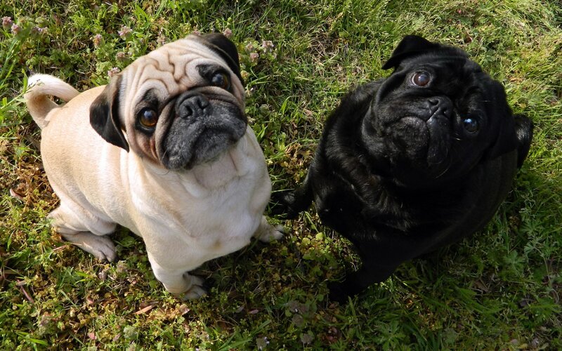 Two pugs on grass