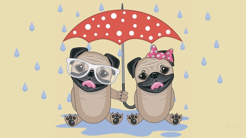 Two Pugs under Umbrella