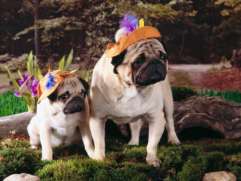 Two Pugs Wearing Hats