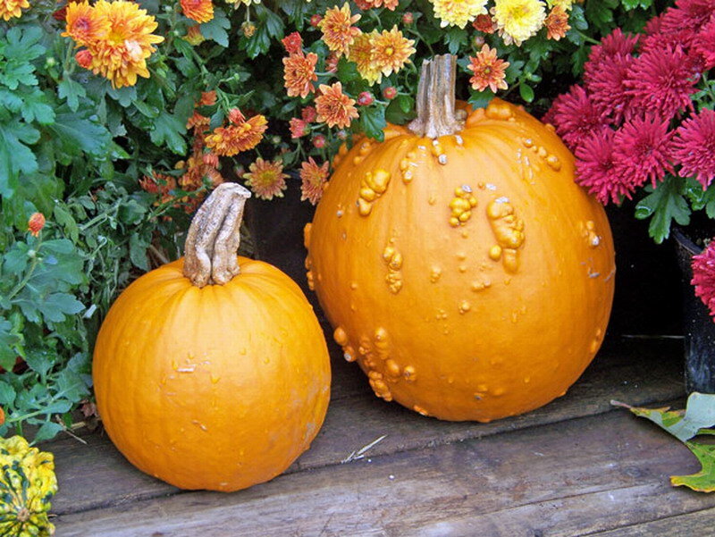 Two Pumpkins with Flowers