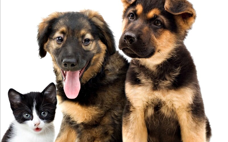 Two Puppies and a Kitten — Black