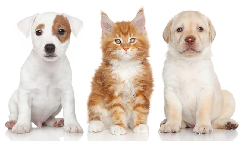 Two Puppies and a Kitten
