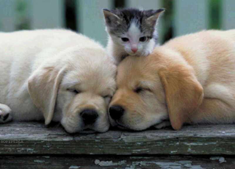 Two Puppies and a Kitten — Yellow