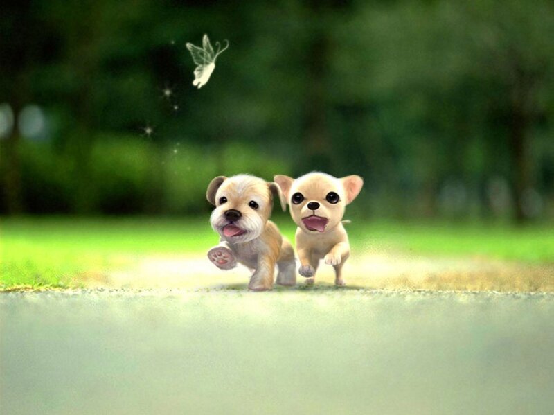 Two puppies chasing a butterfly