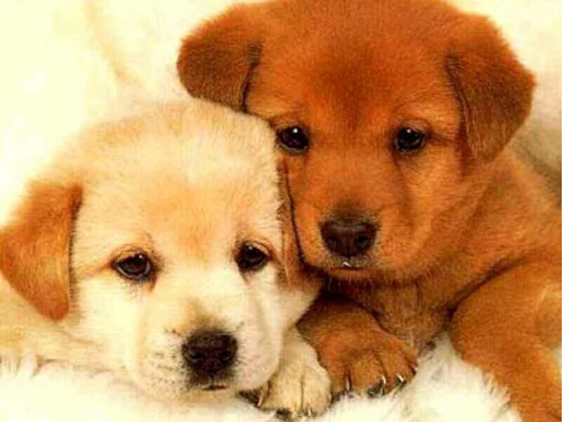 Two Puppies Cuddling — Brown