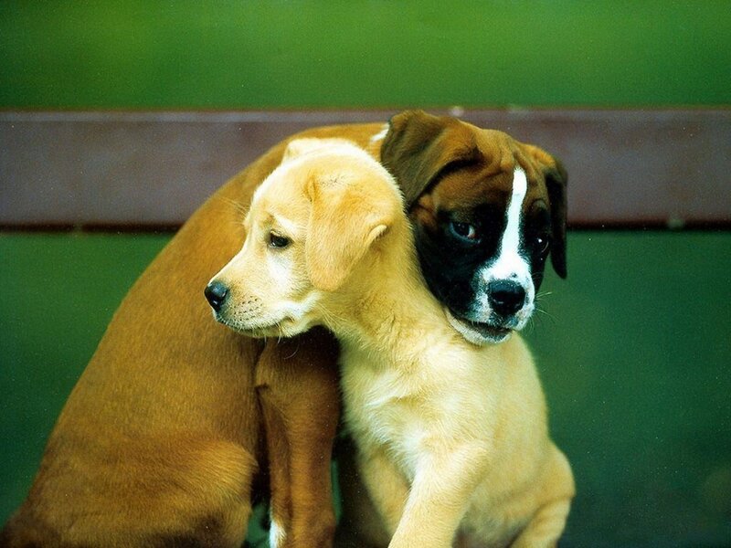Two puppies cuddling together