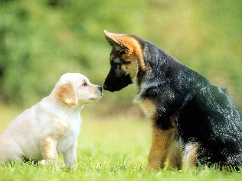 Two Puppies Facing Each Other — Green