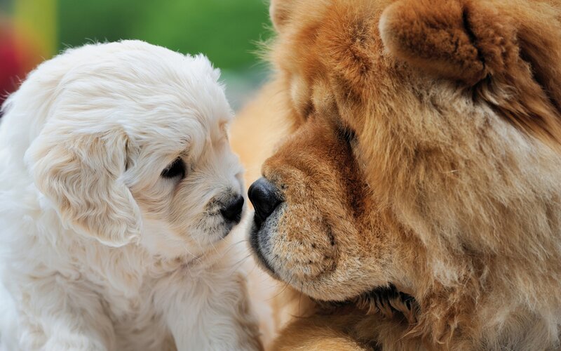 Two Puppies Facing Each Other — White