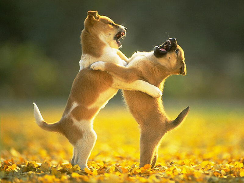 Two Puppies Fighting