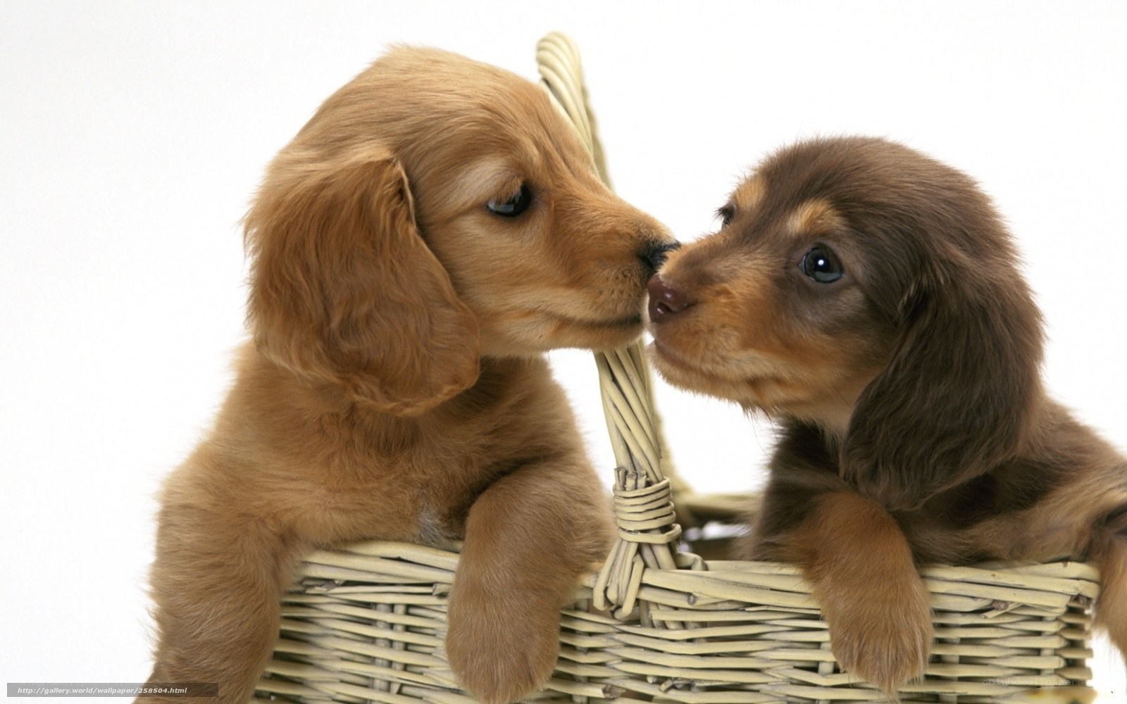 Two puppies in a basket