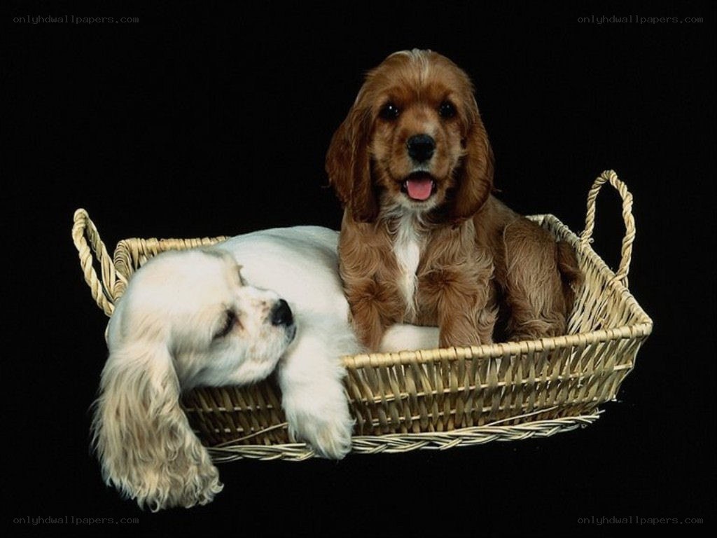 Two puppies in a basket