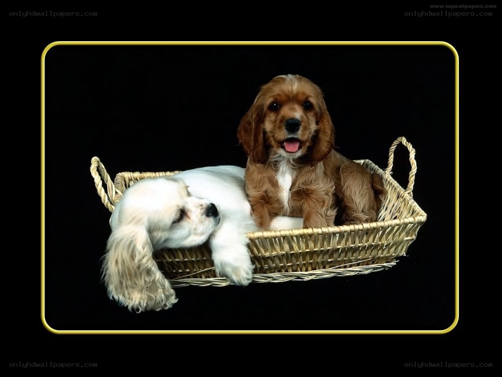 Two puppies in a basket