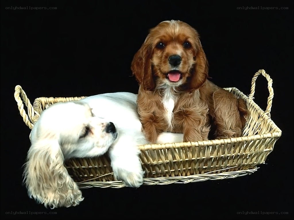 Two puppies in a basket