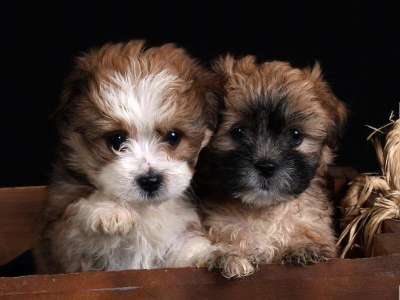 Two Puppies in a Box — Brown, Calm