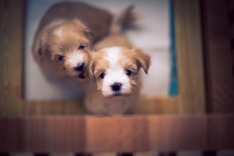 Two Puppies in a Box — Brown, Curious