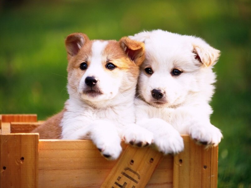 Two Puppies in a Box
