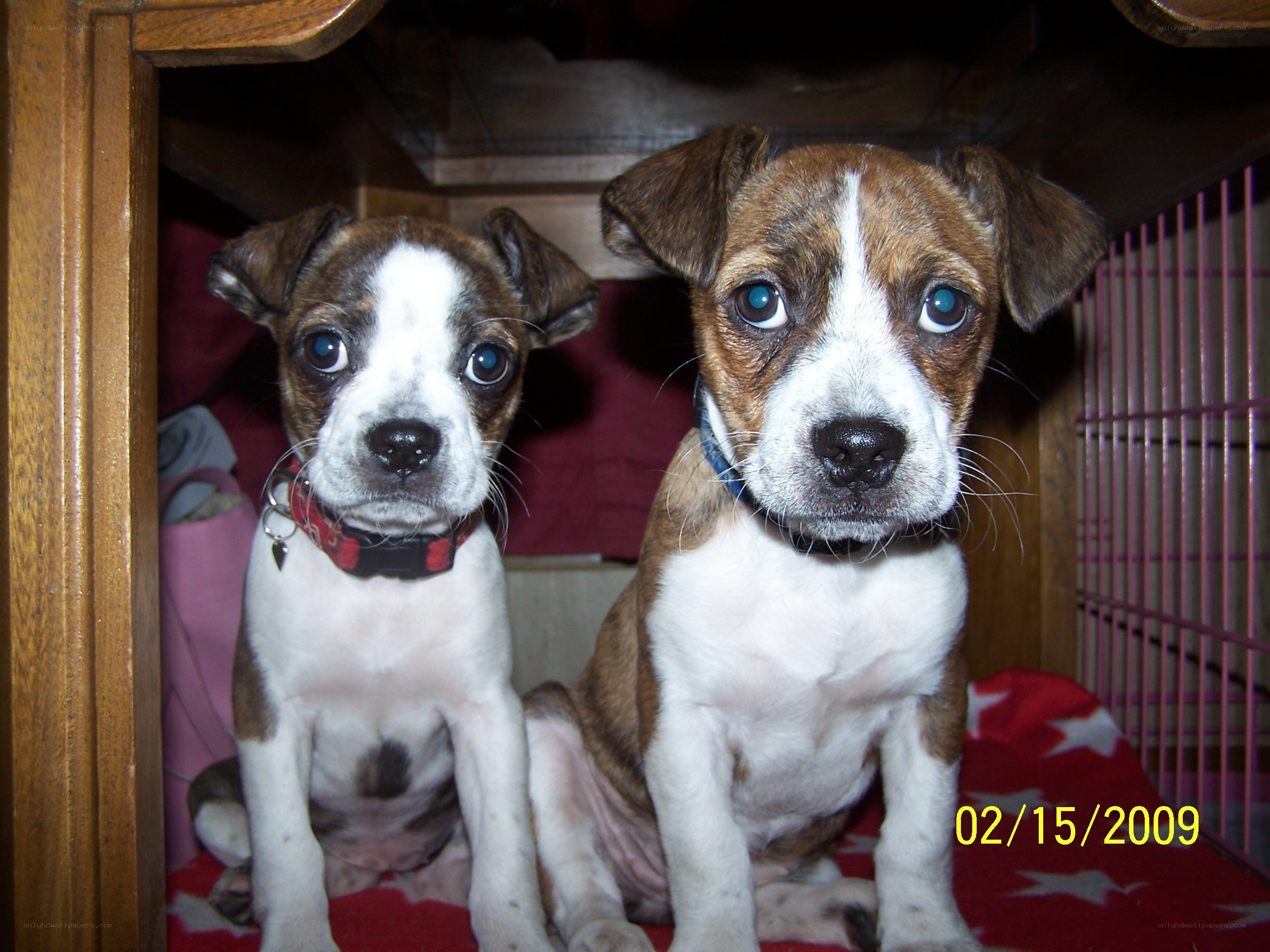 Two puppies in a crate