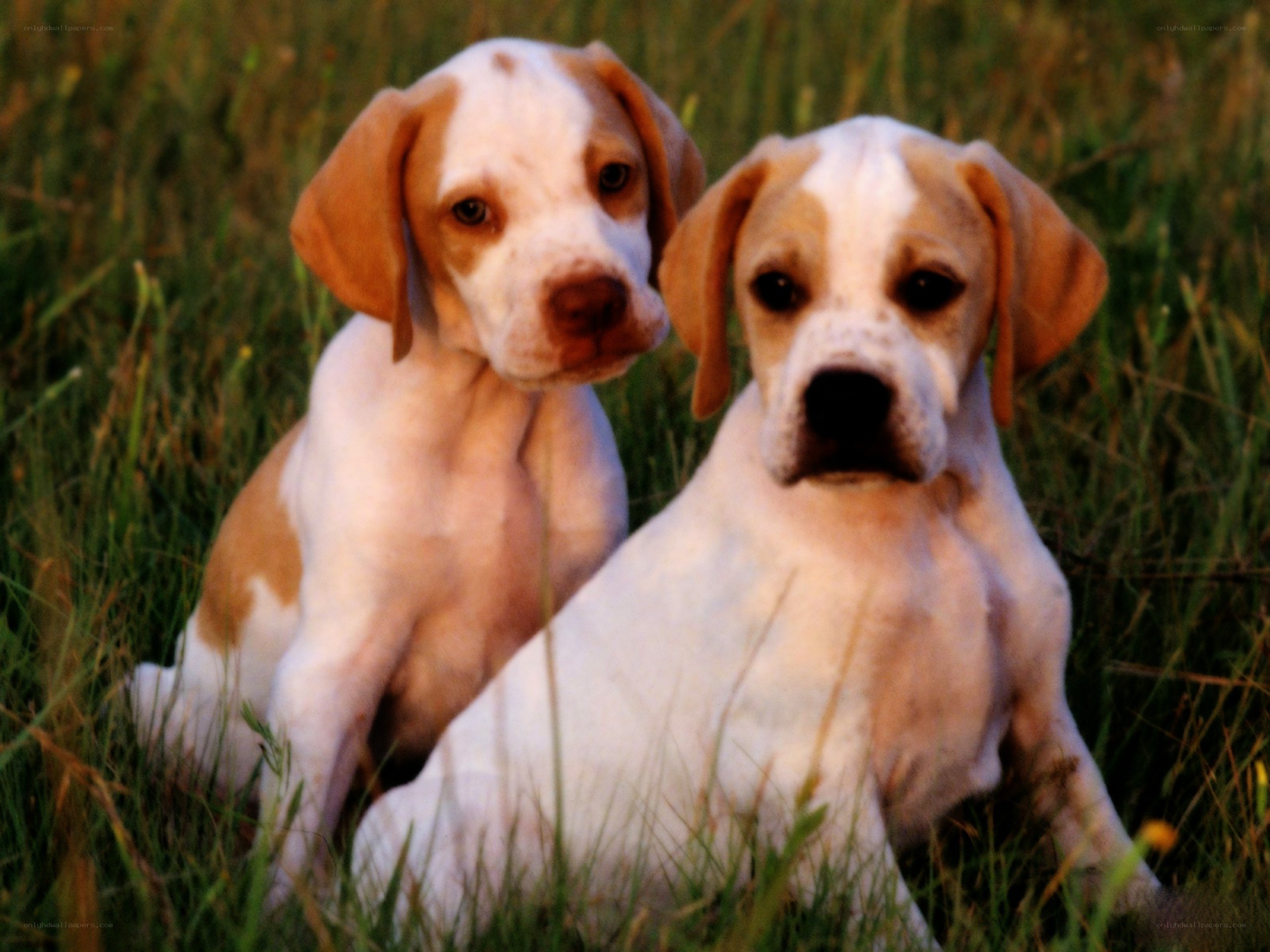 two puppies in a field