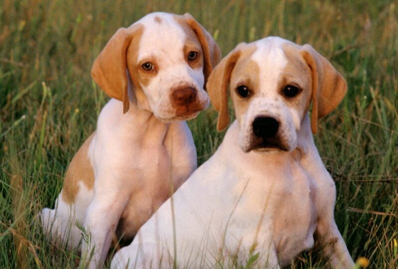 two puppies in a field