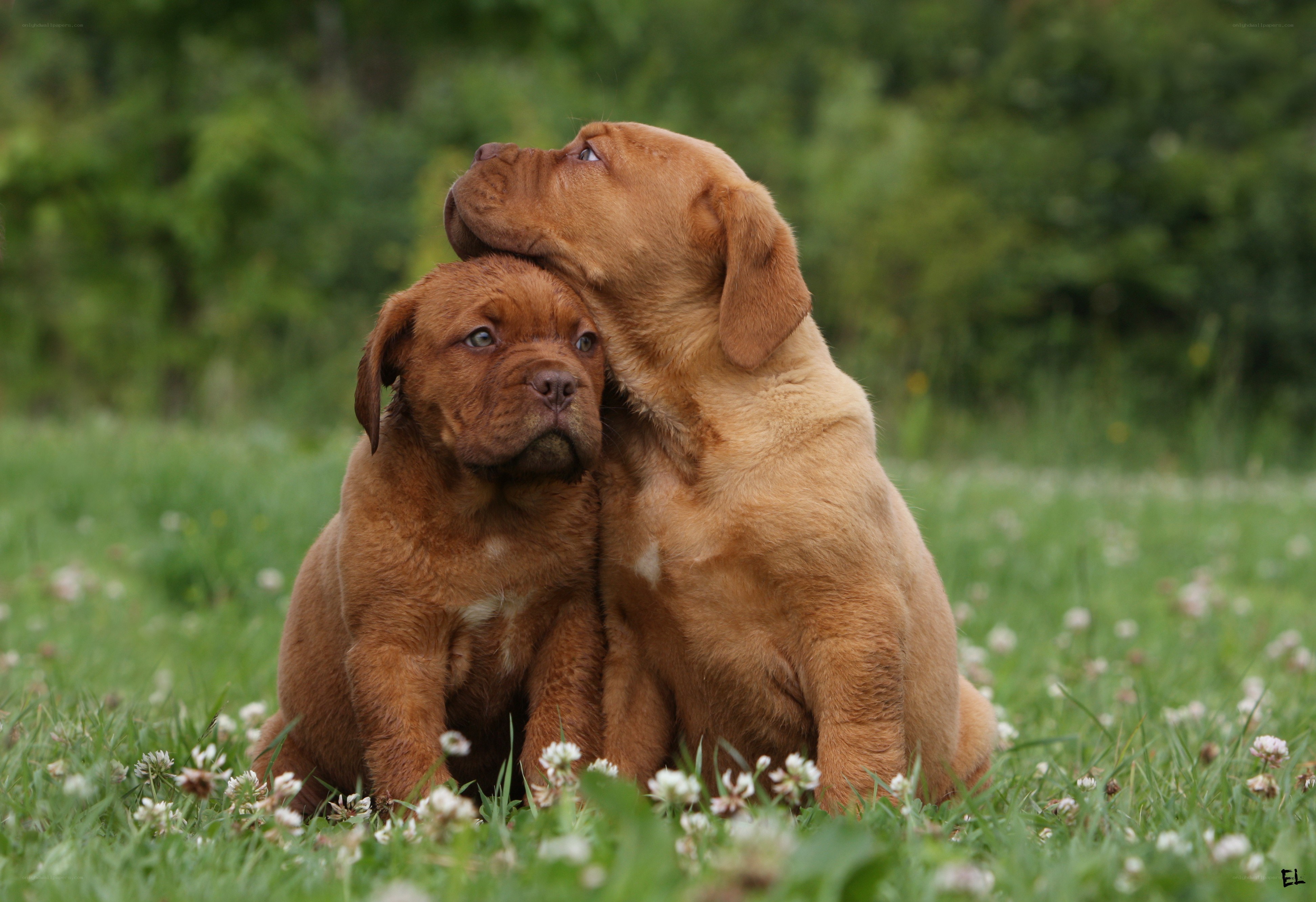 Two puppies in a field