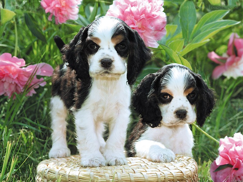 Two puppies in a garden