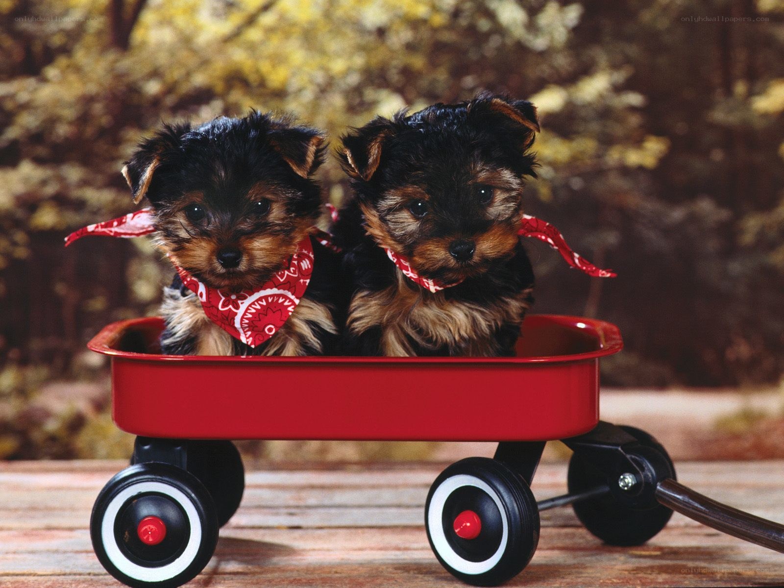 Two puppies in a red wagon