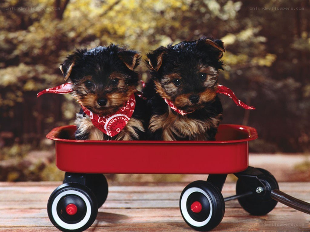 Two puppies in a red wagon