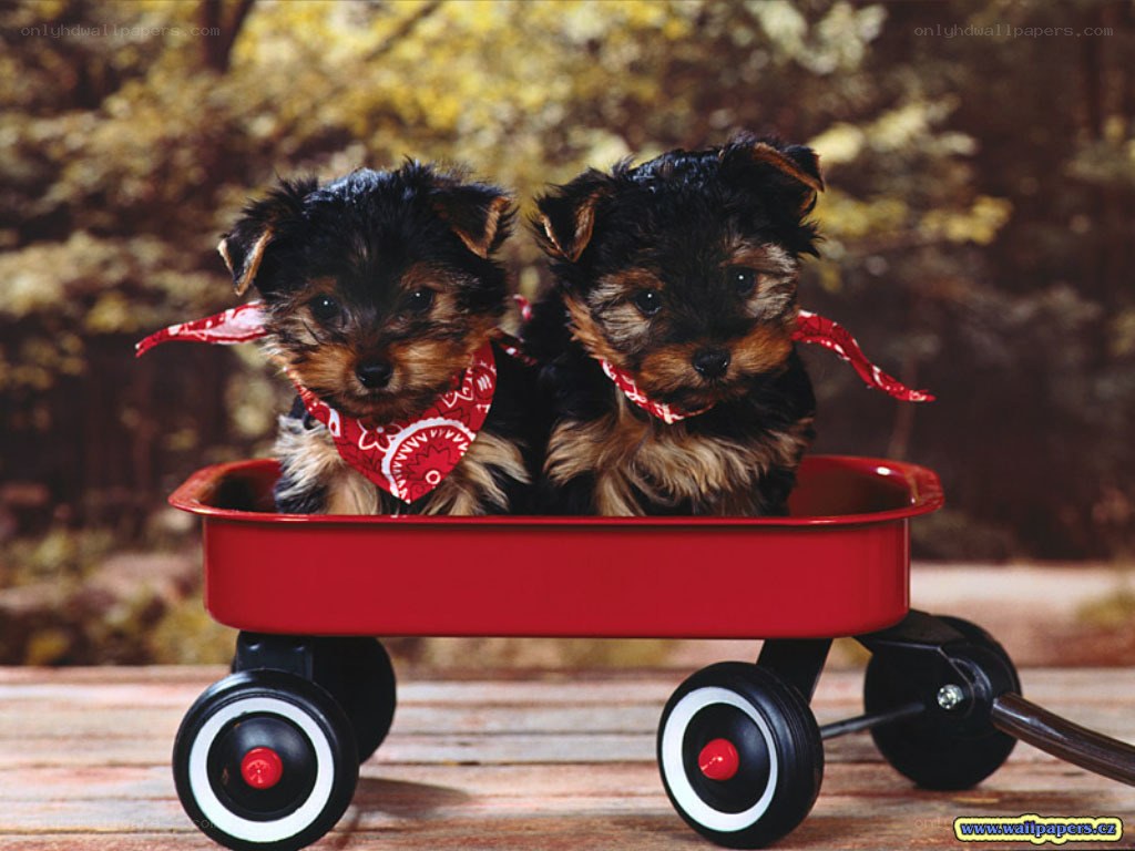 two puppies in a red wagon