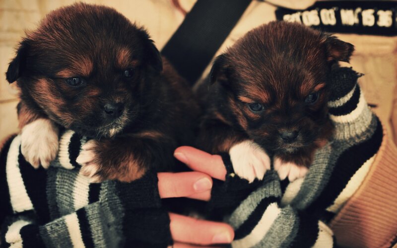 two puppies in a sweater