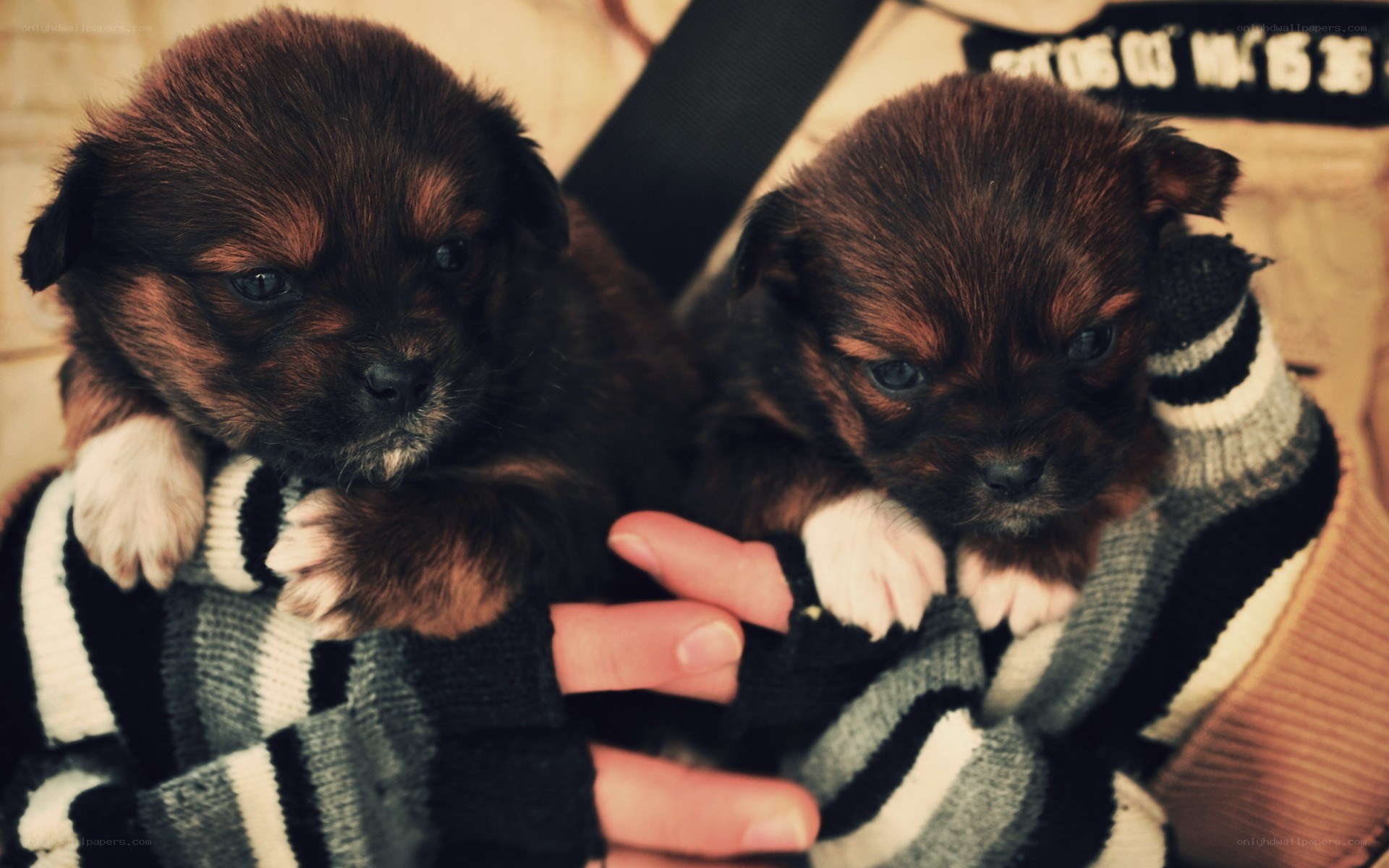 two puppies in a sweater