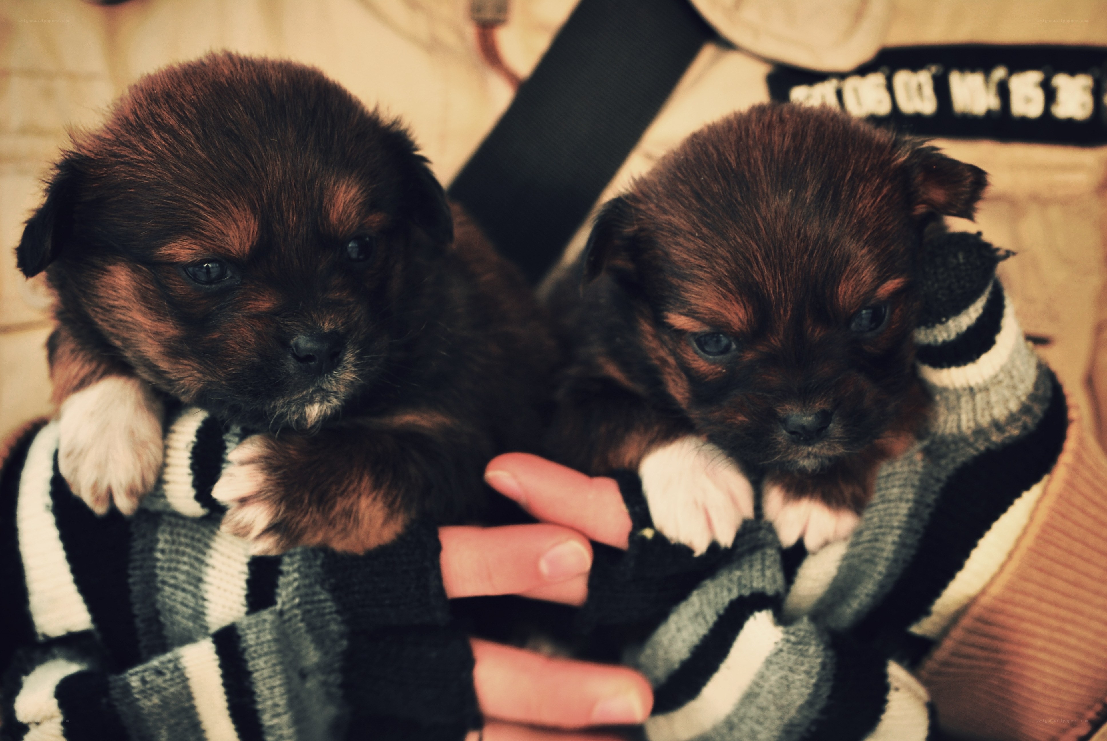 Two puppies in a sweater