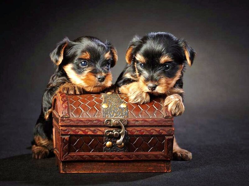 Two puppies in a treasure chest