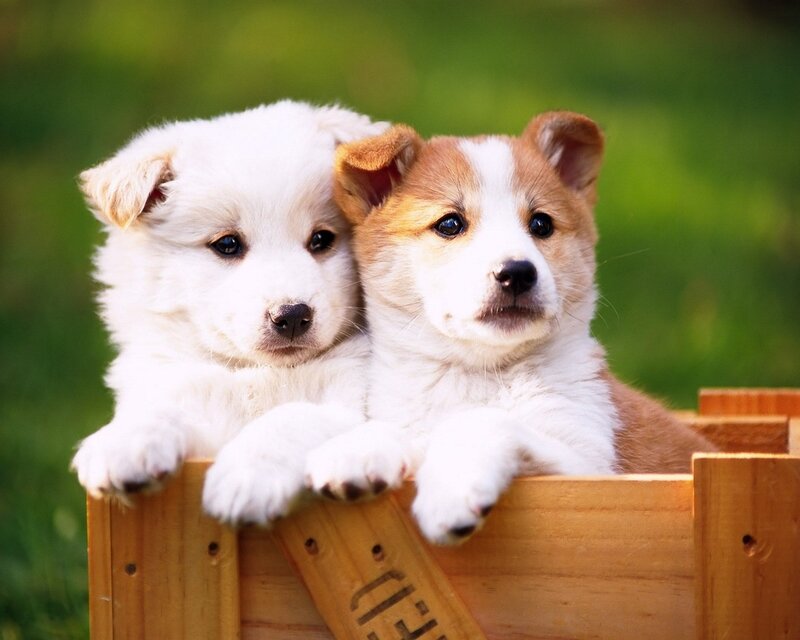 two puppies in a wooden box